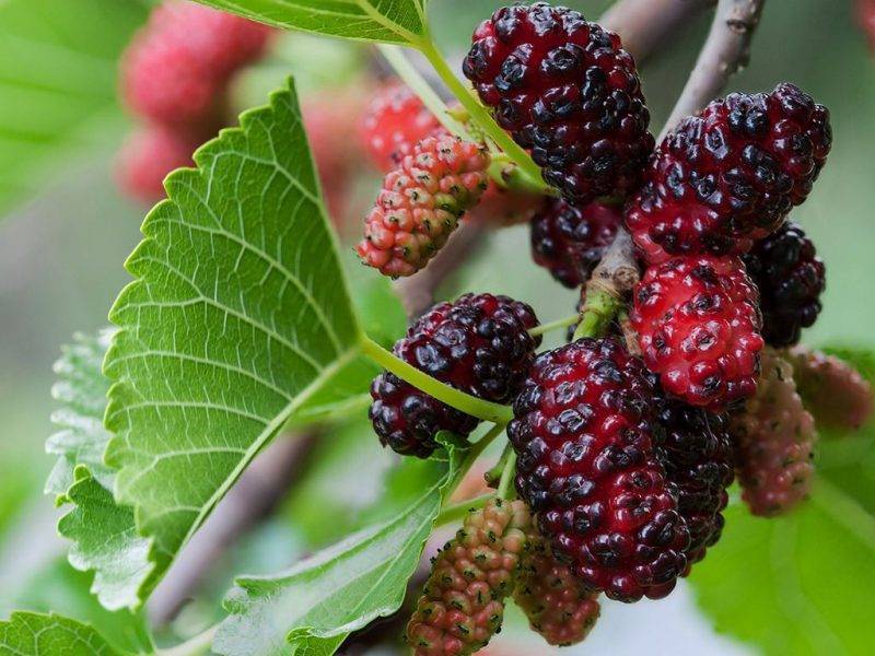 Шелковица купить саженцы из питомнике в Камышине