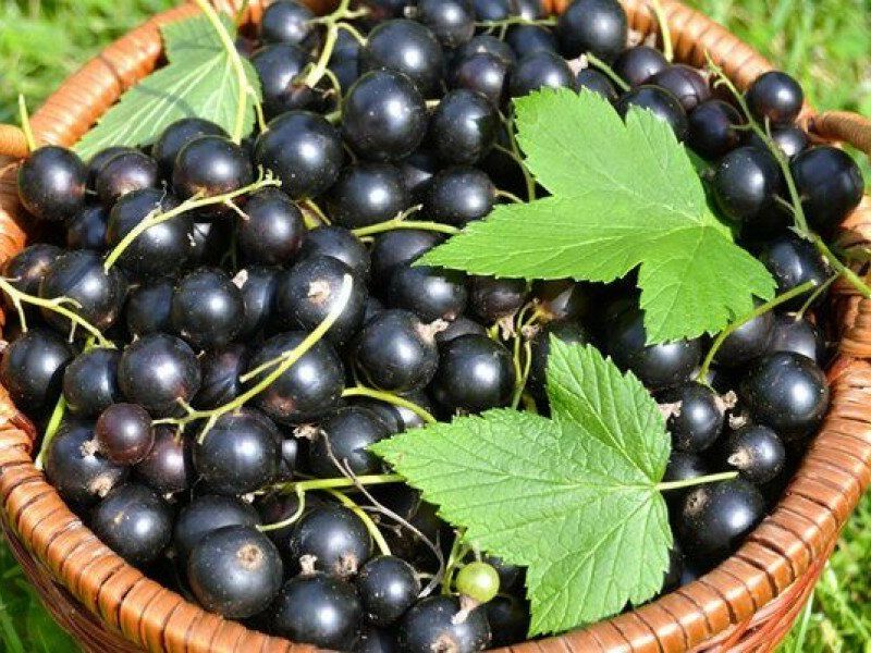 Смородина купить саженцы из питомника в Камышине