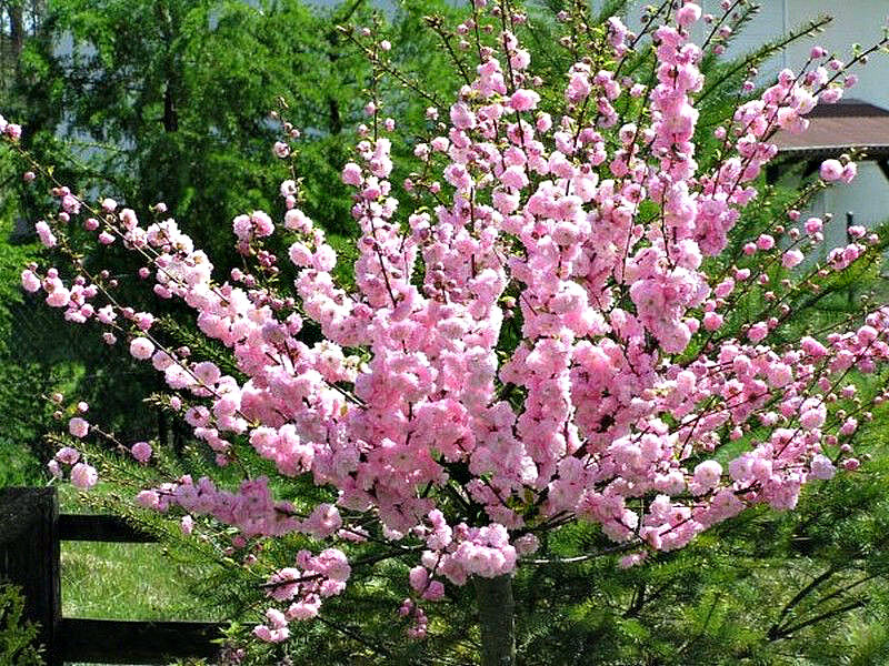 Миндаль купить саженцы из питомника в Камышине