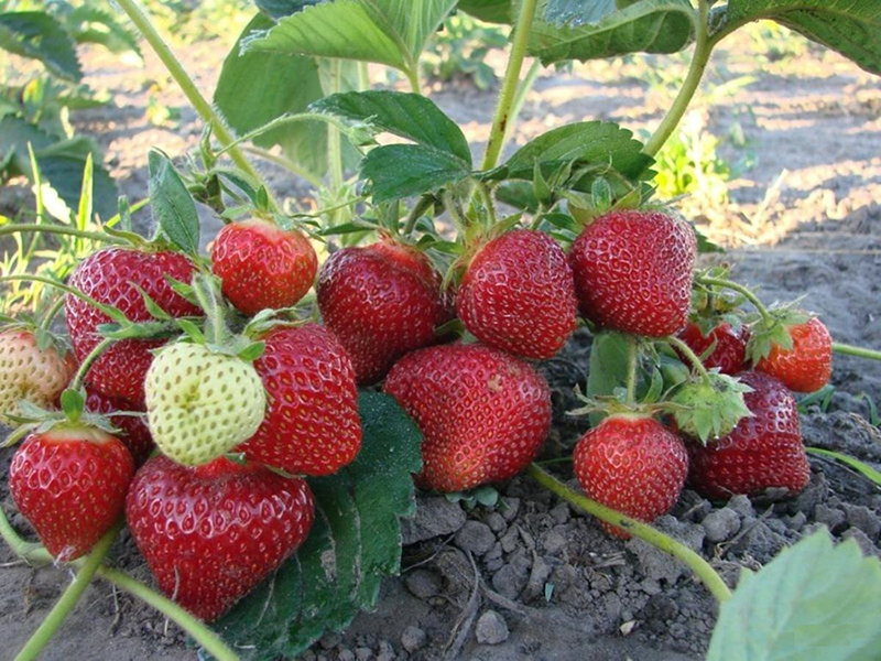 Клубника купить саженцы из питомника в Камышине
