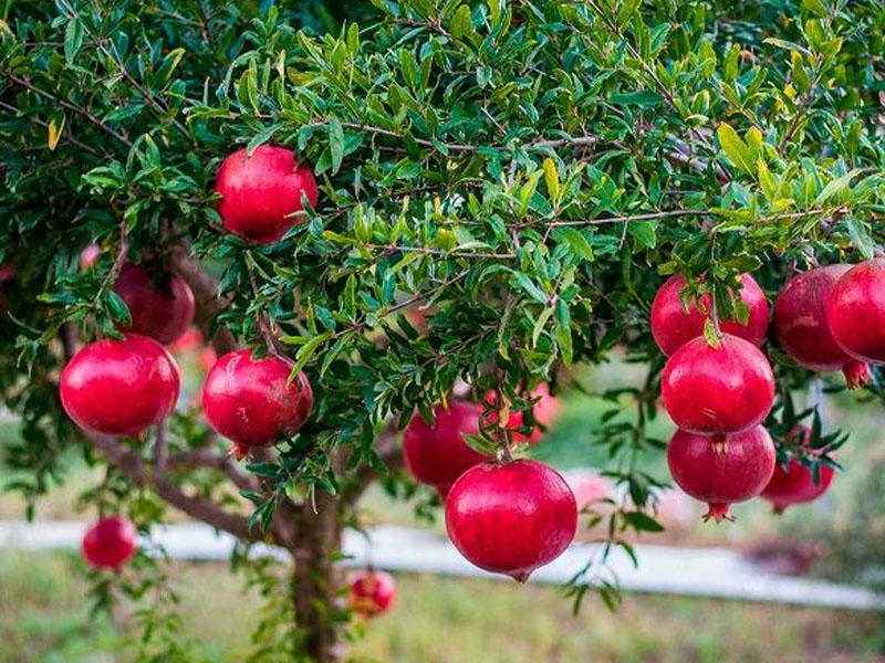 Гранат купить саженцы из питомника в Камышине