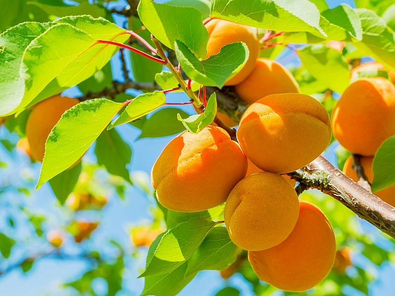 Абрикос купить саженцы из питомнике в Камышине