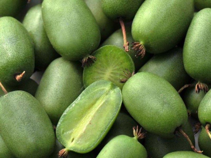 Актинидия купить саженцы из питомнике в Камышине