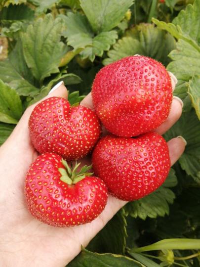 Клубника "СЕНСАЦИЯ" (7шт.)