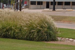 МИСКАНТУС КОЛОСКОВЫЙ