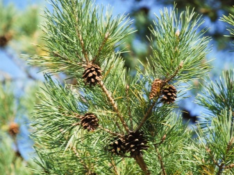 Сосна "ОБЫКНОВЕННАЯ" 3-х летка (стакан С5)